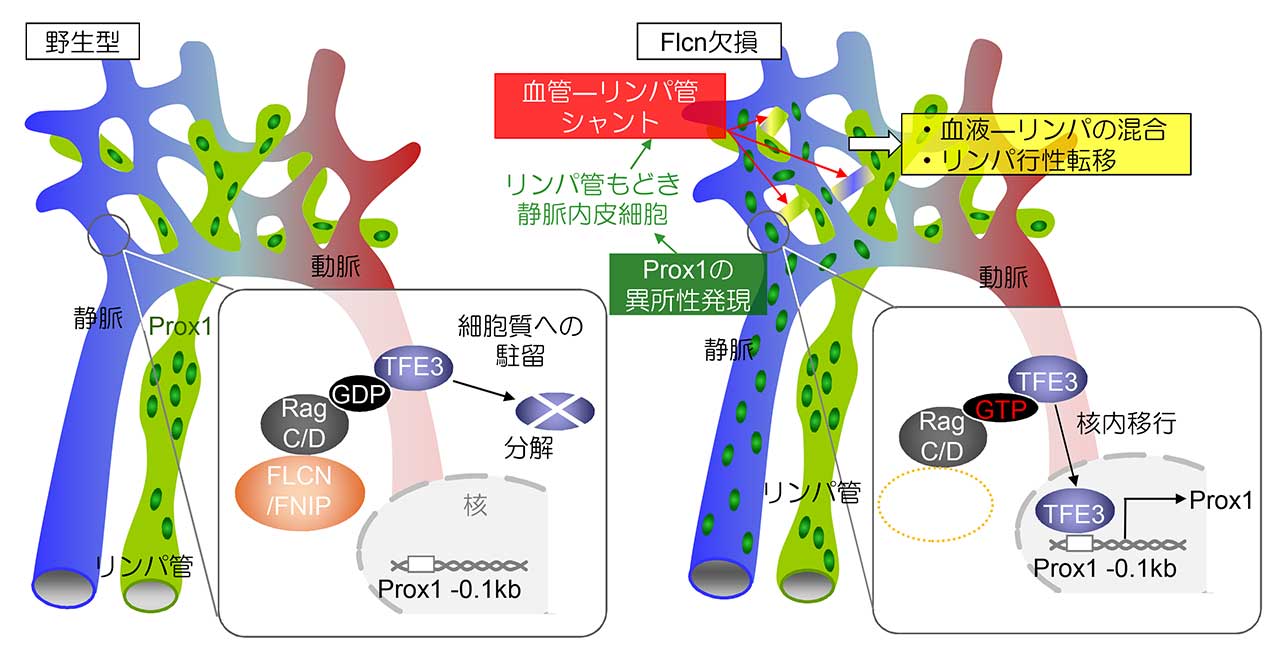 図2 . 血管とリンパ管の分離が維持される仕組み