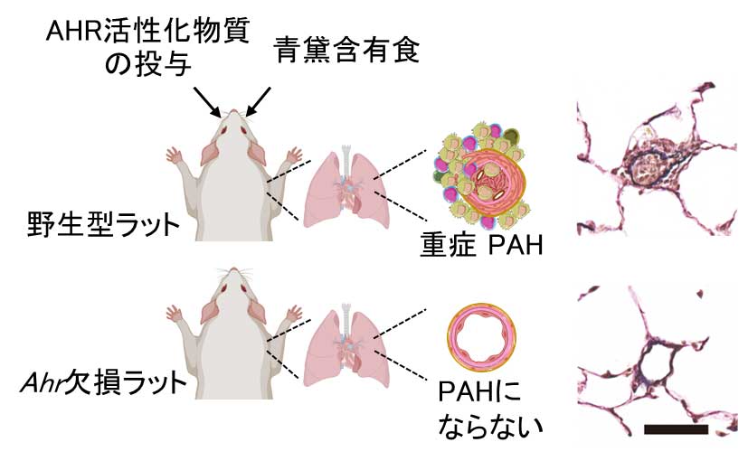 SuHxラットモデルで重症PAH病態が誘導される主たる分子機序はAHR活性化であることが明らかになりました（図2）