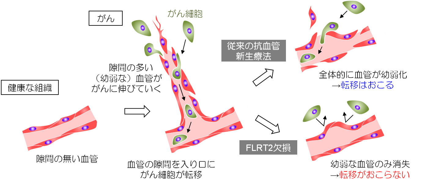 （図2, 結果、AREG中和抗体、Erlotinibともに嚢胞状のリンパ管形成を正常レベルにまで劇的に抑制した）