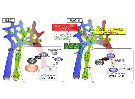 Blood and lymphatic systems are segregated by the FLCN tumor suppressor